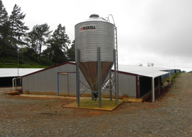 Preparar las casetas de los pollos para el clima más frío 