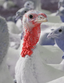 Histomoniasis en pavos y pollos  