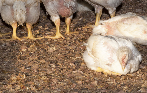 Pollinaza: recurso nutricional y amenaza sanitaria