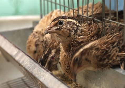 Las codornices japonesas adultas comen alrededor de 14 a 18 g de alimento al día.