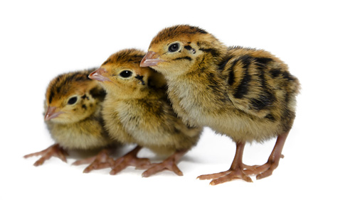 Los polluelos de codorniz necesitan calor suplementario 