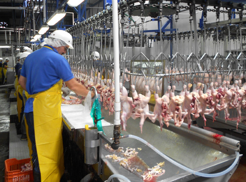 Nueva norma de inspección del sacrificio de aves en EUA 