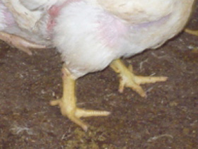  Problemas de locomoción en los pollos de engorda
