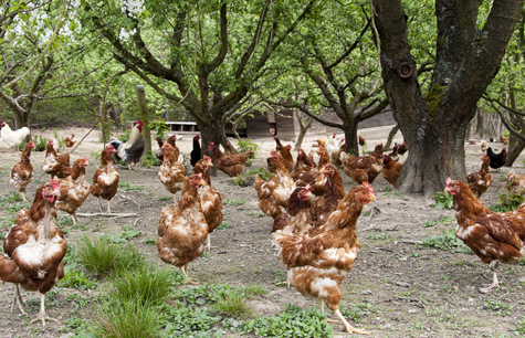 Las parvadas camperas desarrollaron algunas infecciones a una edad temprana