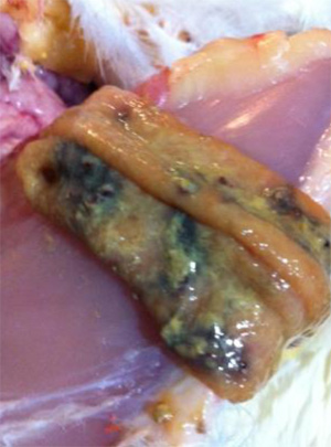 Lesiones de necrosis duodenal focal (NDF) en el duodeno