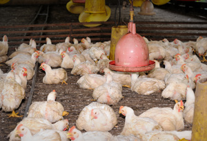 Caseta tipo tradicional de producción de pollos