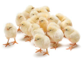  Foto:  Cortesía de Hy-line