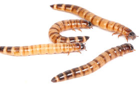 Larvas del escarabajo de la cama 