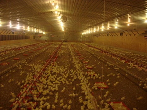 Figura 1. Se debe proveer espacio extra en el comedero durante el periodo de cría
para ayudar a los pollitos a encontrar alimento tan pronto como sea posible