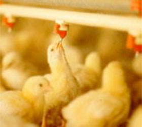 Figura 2. Bebedero demasiado alto para los pollitos 