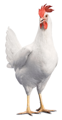 Foto: Cortesía de Hy-line 