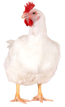 reproductora Clásica Hubbard 