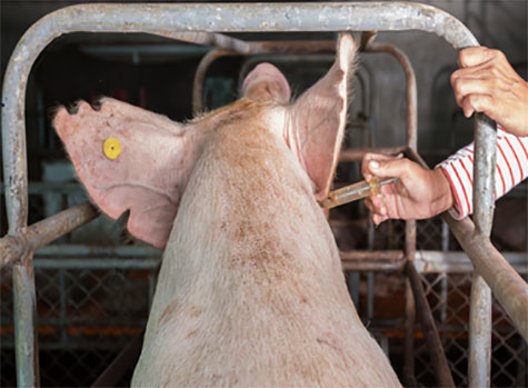  La producción ganadera se beneficiaría de un sistema estandarizado para el monitoreo del uso de medicamentos
