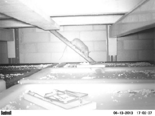 Rata en observación a través del uso de cámaras activadas por movimiento en un área con trampas y cebos