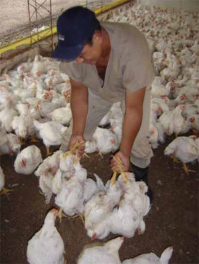 Fig. 2: El cargue por las patas lastima las carcasas