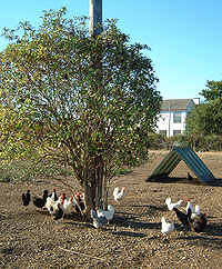 managing coccidiosis in natural and organic chickens