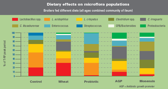 Different types of diets can produce markedly different populations of microflora in the gut of a chicken.