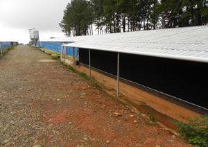 tunel de ventilacion, avicultura, el sitio avicola