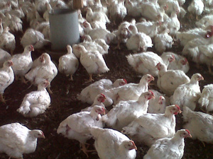 densisdad de pollos, el sitio avicola, avicutura