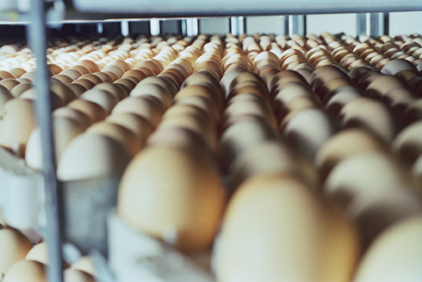 el sitio avicola, mortalidad en la granja