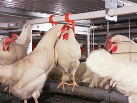 alojamiento para ponedoras