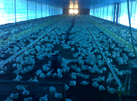 equipo avicola, el sitio avicola