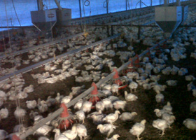 alojamiento avicola, pollos, pavos, el sitio avicola