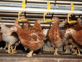 equipo para ponedoras, el sitio avicola