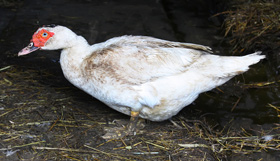 alojamiento para pavos