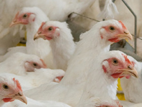 salud intestinal de pollo de engorde, el sitio avicola