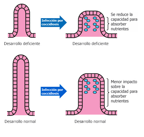 salud intestinal en pollos de engorde, el sitio avicola
