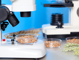 alimentacion 9 mil millones, el sitio avicola