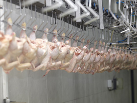 campylobacter en plantas de procesamiento, el  sitio avicola