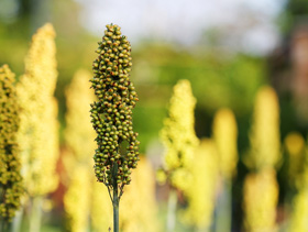 sorgo en alimentos avicolas, elsitioavicola,chris wright