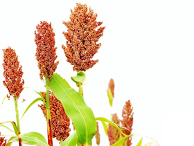 sorgo en alimentos avicolas, chris wright, el sitio avicola
