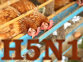 H5N1, gripe aviar, el sitio avicola, chris wright