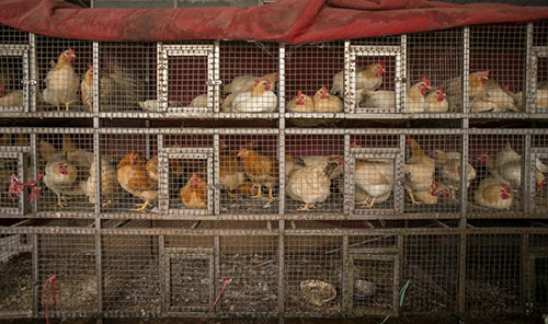  foro mundial de nutricion, el sitio avicola, chris wright editor