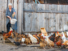  gripe aviar, el sitio avicola