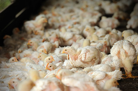 gripe aviar, el sitio avicola,chris wrigh