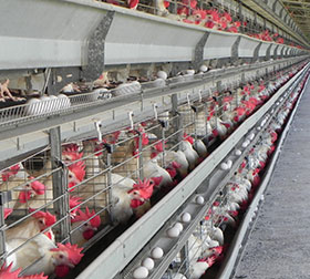  produccion de huevo en mexico, el sitio avicola, chris wrigh