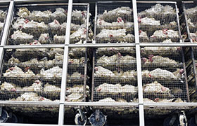  procesamiento de pollo, fabio nunes