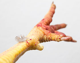  pododermatitis en pollo