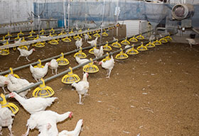  la cama en el galpon