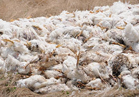  control de gripe aviar en la granja