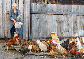 control de influenza aviar y pollo de traspatio