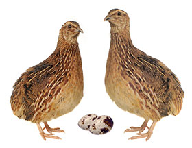 manejo de codornices japonesas