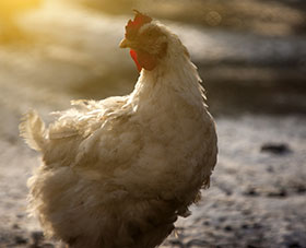 el frio afecta pollo de engorde