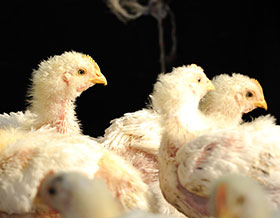 efecto de altitud en cria de pollo de engorde, el sitio avicola