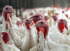 produccion de pavos en mexico, el sitio avicola