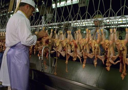  procesamiento de pollo, el sitio avicola